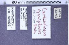 Etiketten zu Cardiophorus cyanipennis (Mulsant & Wacharu, 1852) (NHMW-ZOO-COL-0006839)